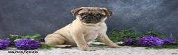 Pug dogs for sale: Greg - Ad 16