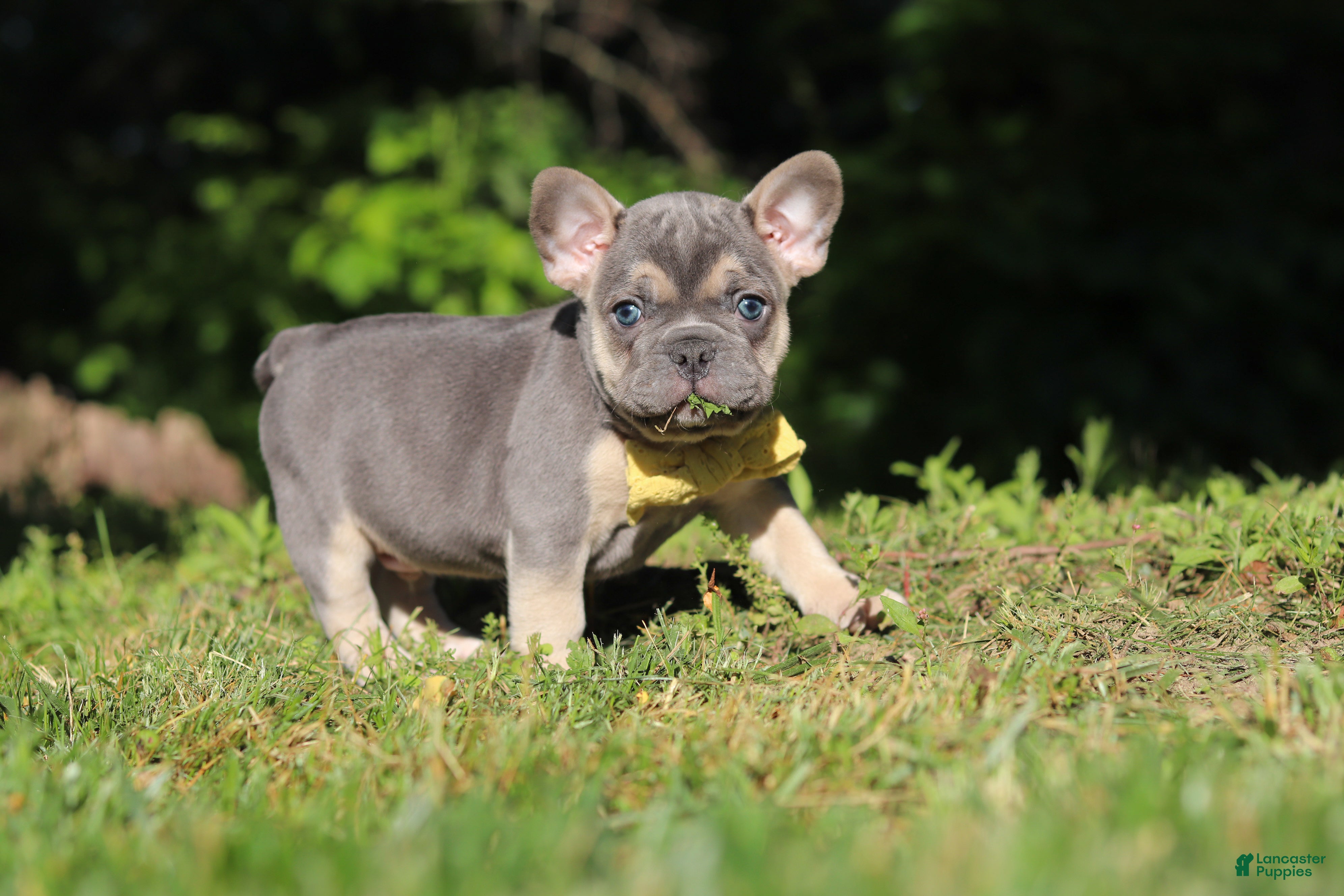 French Bulldog dogs for sale: Pete - Ad 4