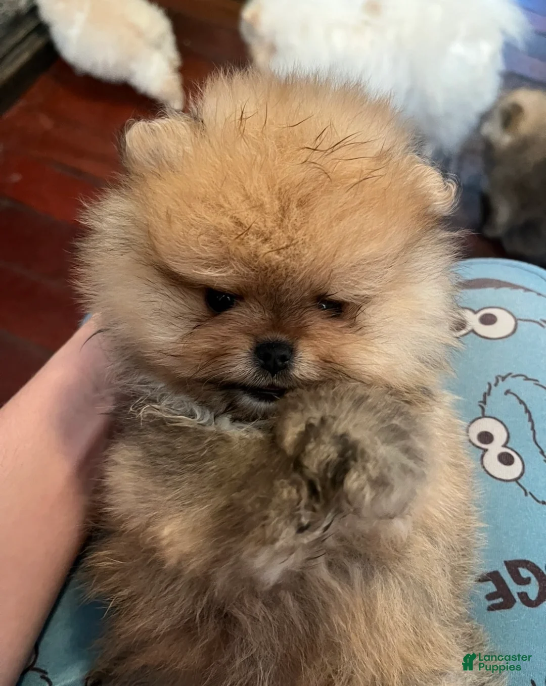 Pomeranian dogs for sale: Pomeranian Puppy 1 - Ad 2