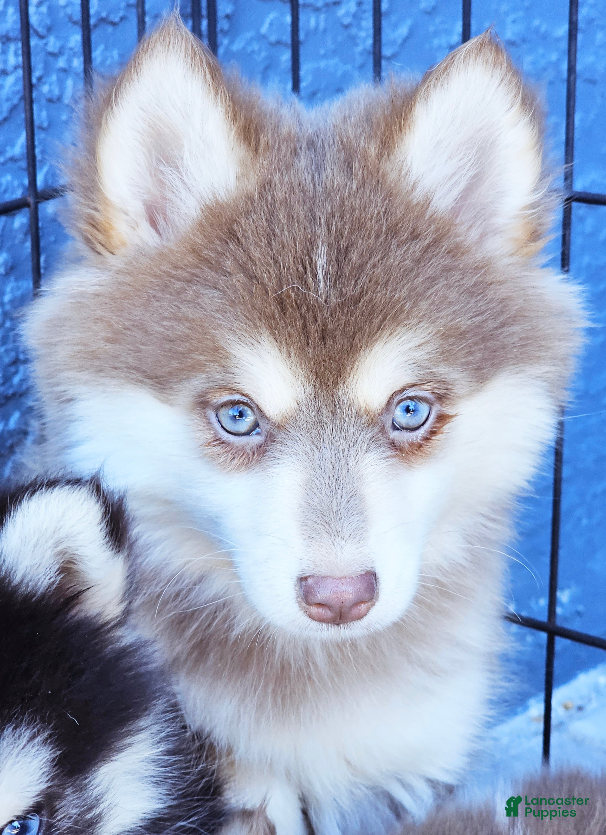 Pomsky dogs Foxy - Ad 18