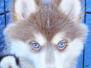 Pomsky dogs Foxy - Ad 6