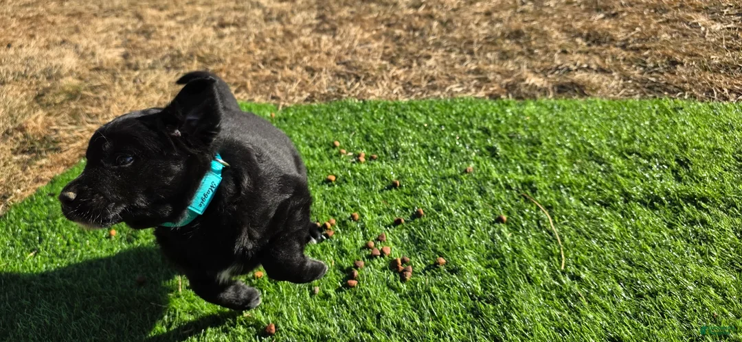 Mixed Breed dogs for sale: Charlie  - Ad 1