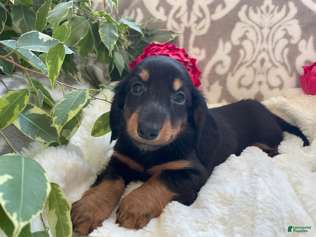 Miniature Dachshund dogs for sale: Corbin - Ad 1