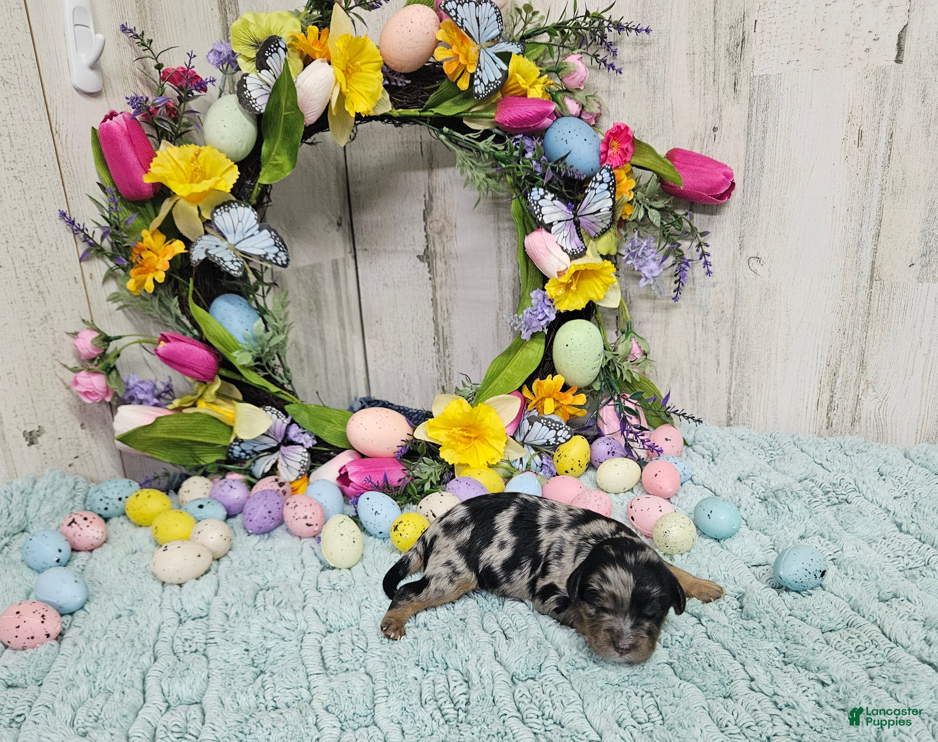 Cavapoo dogs F1 Forest - Ad 13