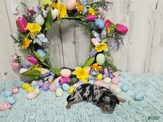 Cavapoo dogs F1 Forest - Ad 27