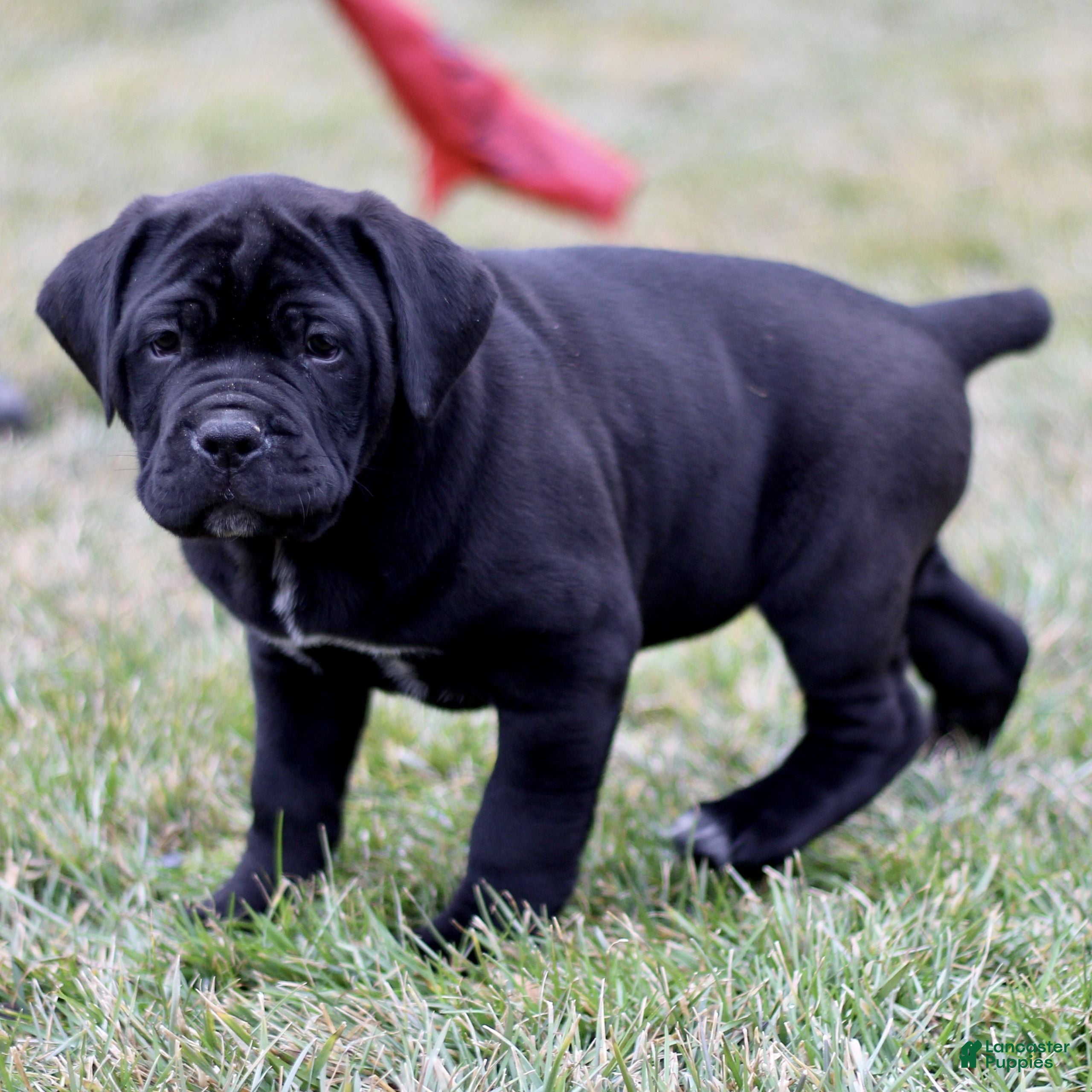 Cane Corso dogs Nix  - Ad 1