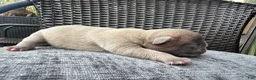French Bulldog dogs for sale: French Bulldog 2 MALE - Ad 4