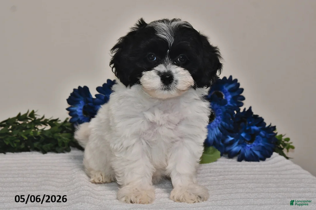 Shihpoo dogs for sale: Amber - Ad 1