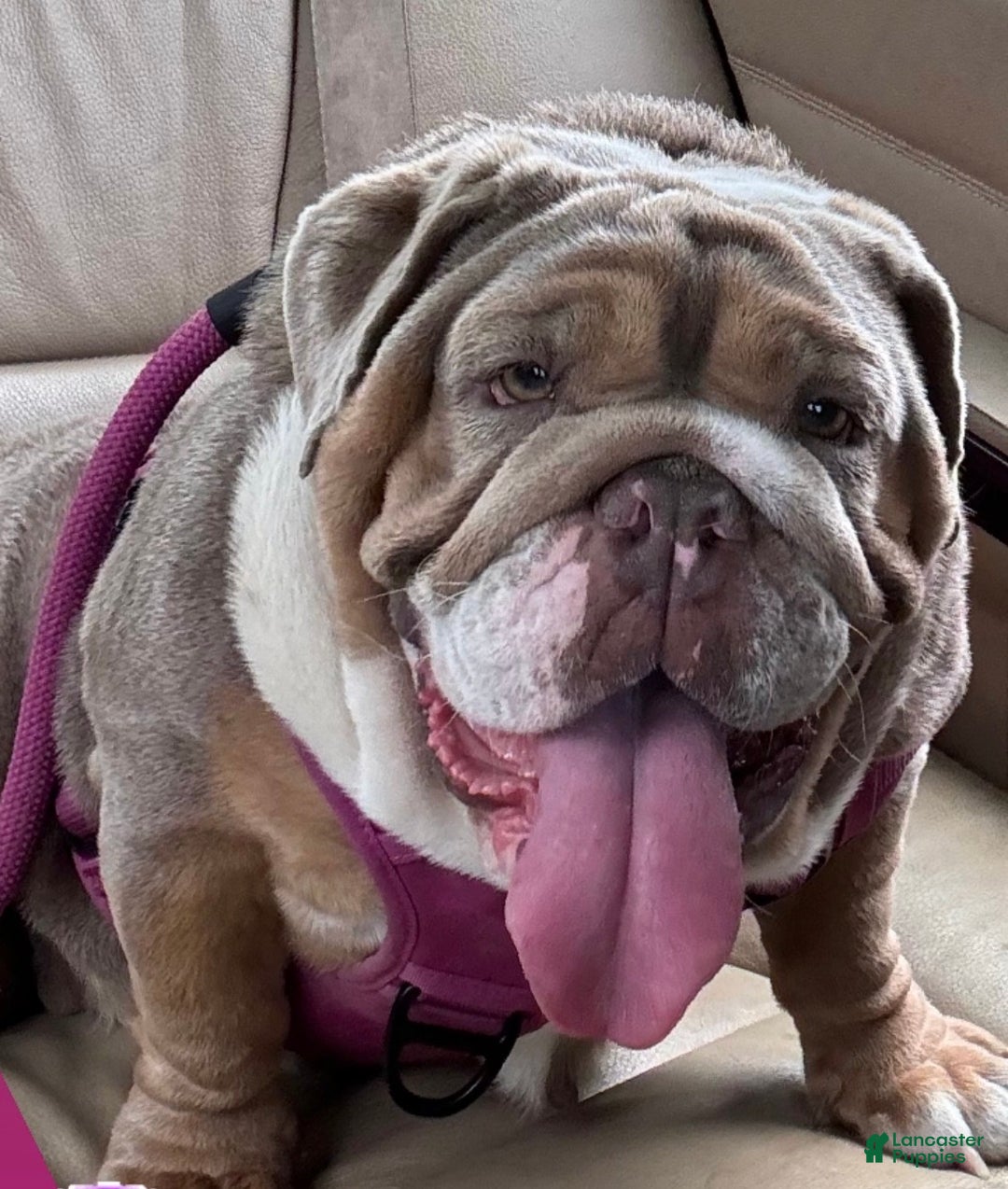 English Bulldog dogs for sale: Nugget - Ad 9