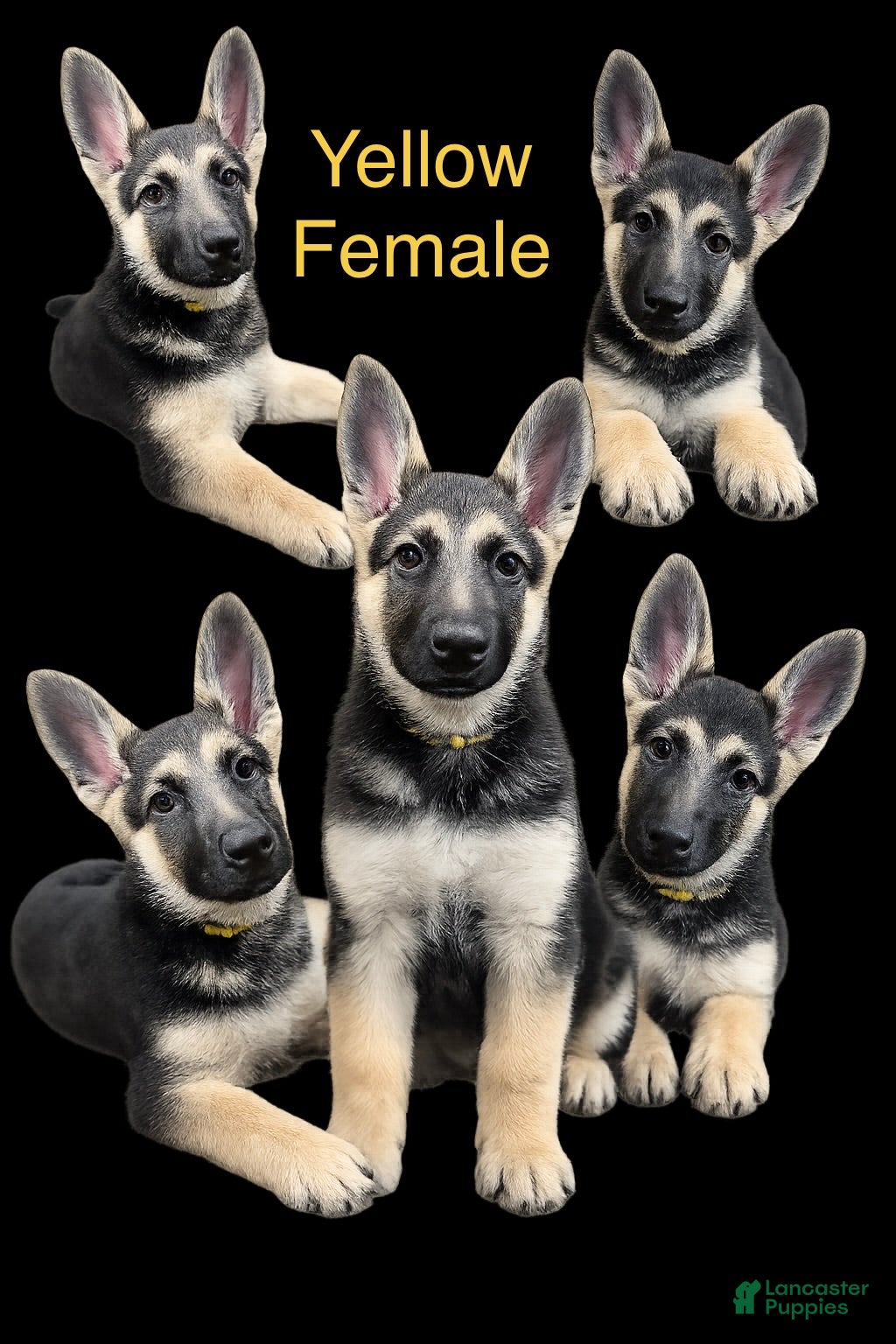 German Shepherd dogs Yellow - Ad 1