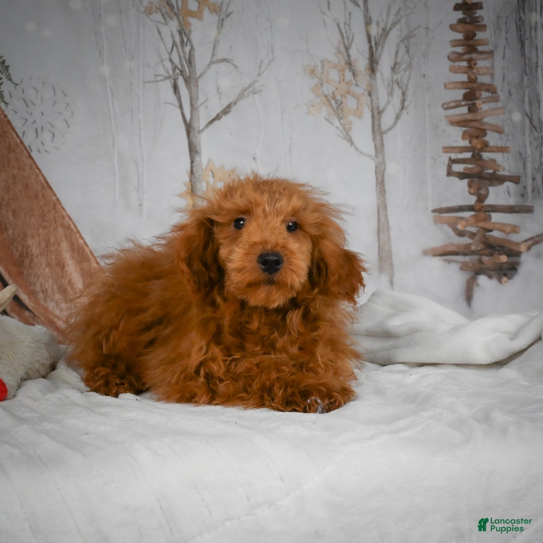 Mini Goldendoodle dogs for sale: Sammie - Ad 16