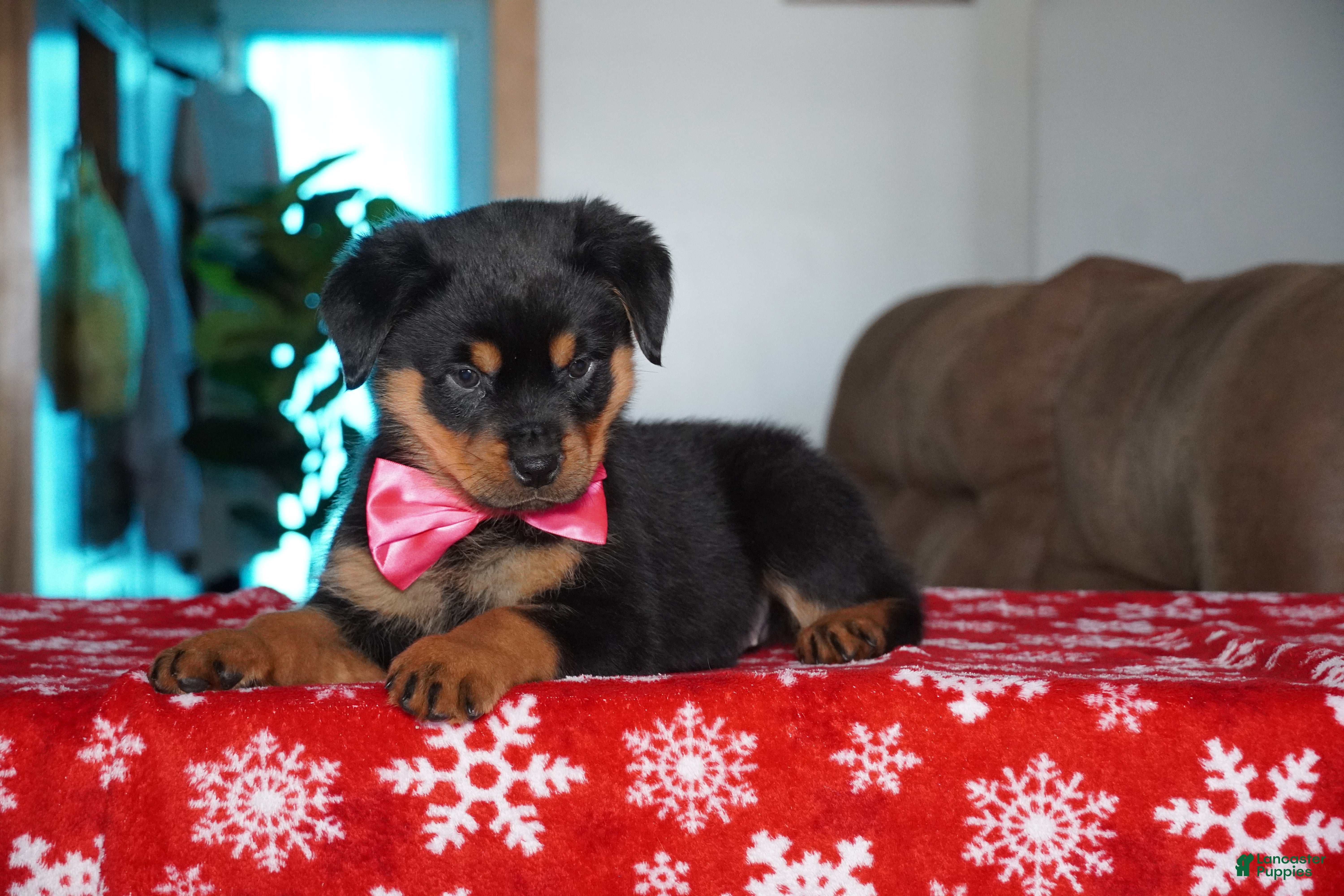 Rottweiler dogs Noel - Ad 38