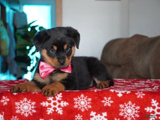 Rottweiler dogs Noel - Ad 38