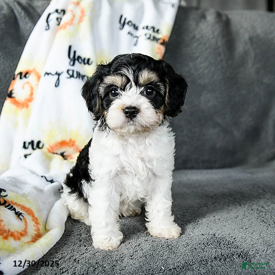 Cavachon dogs Rover - Ad 5