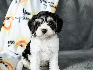 Cavachon dogs Rover - Ad 1