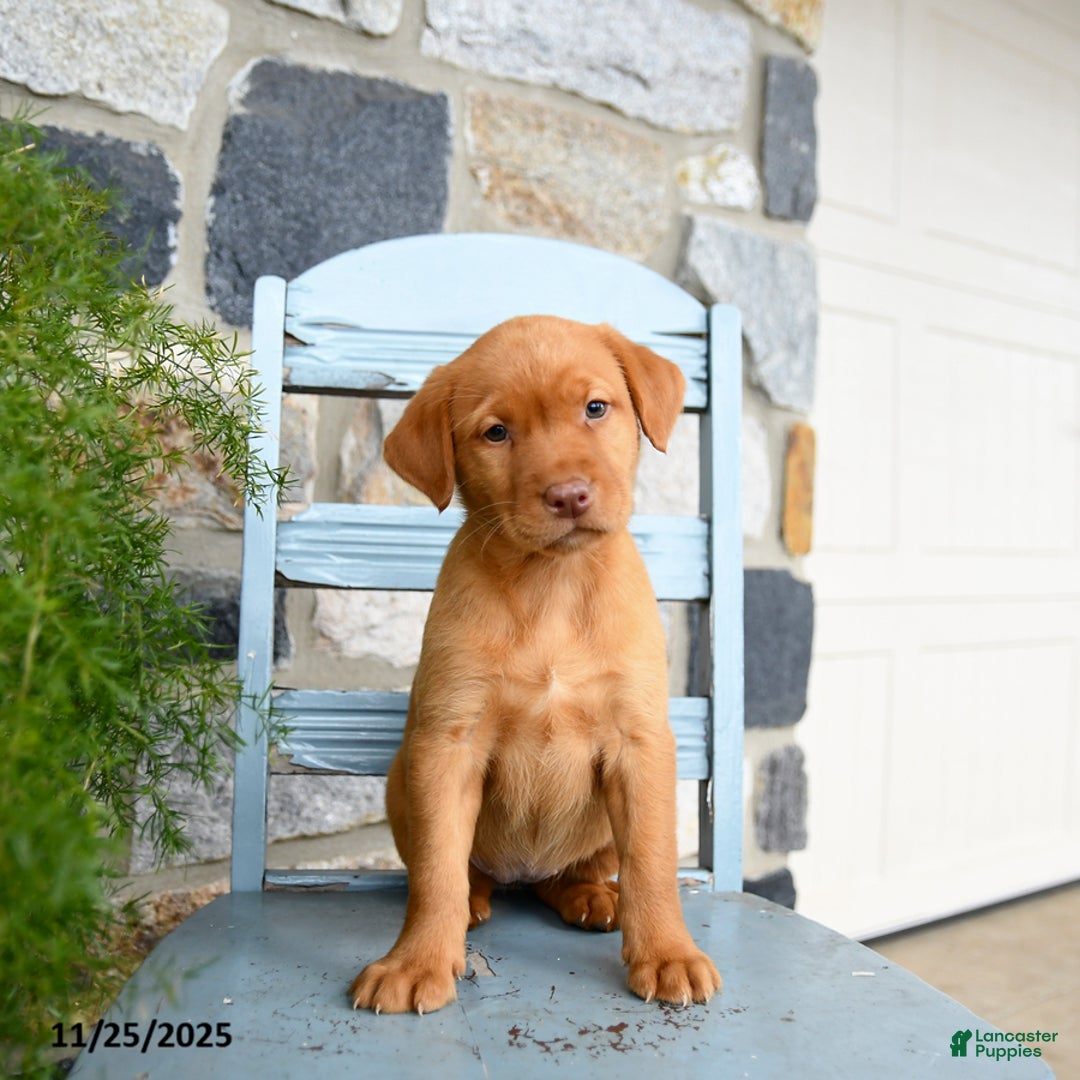 Labrador Retriever dogs for sale: Cheddar - Ad 5