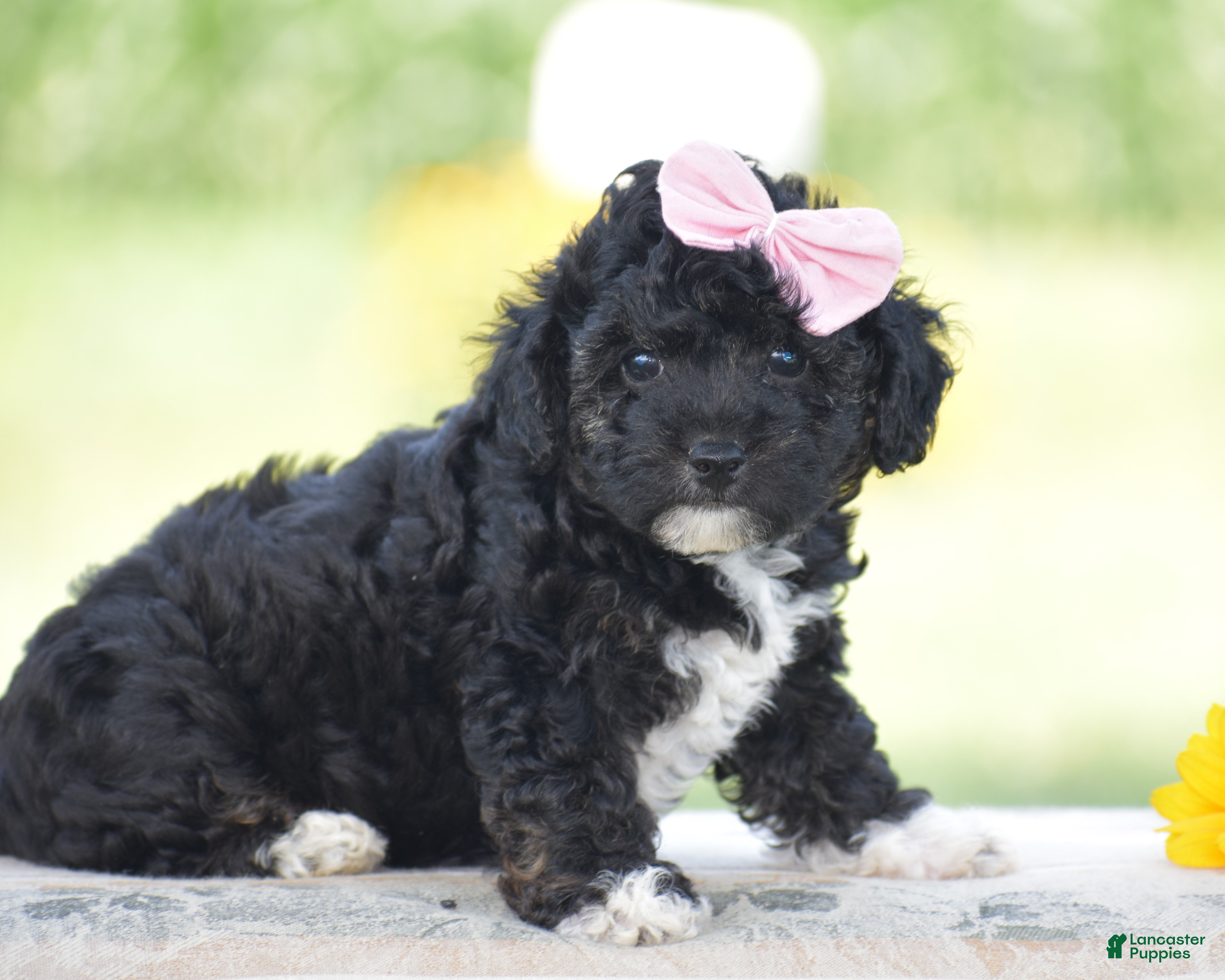Yorkiepoo dogs Crystal - Ad 2