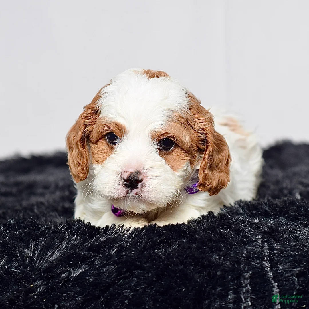 Cavapoo dogs for sale: Ms. Nadia - Ad 2