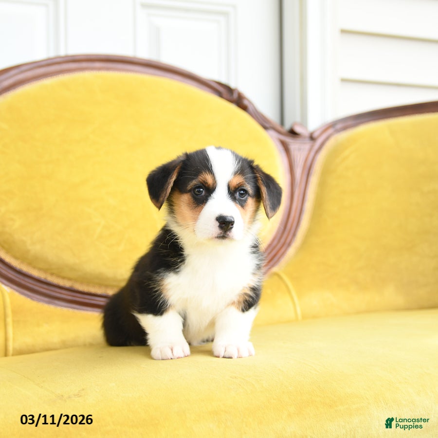 Welsh Corgi Pembroke dogs Toola - Ad 2