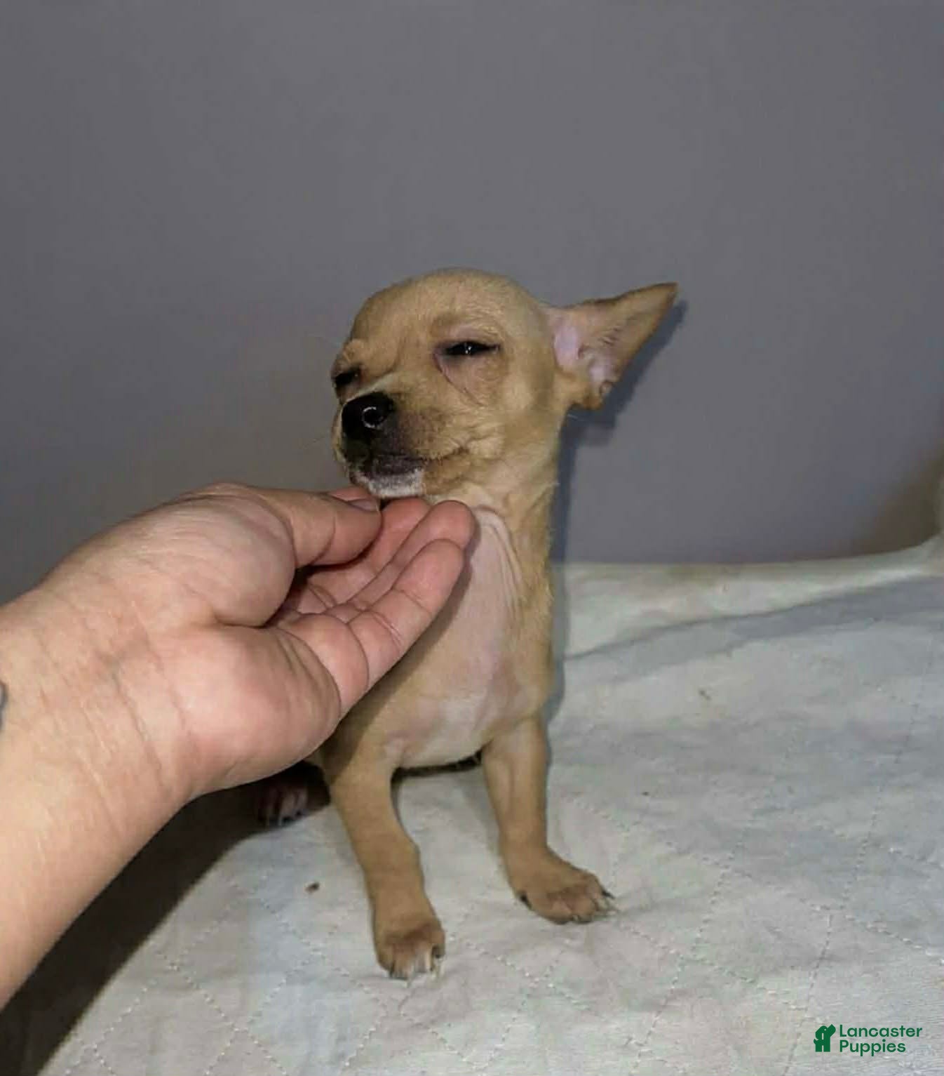 Chihuahua dogs Pinky - Ad 2