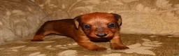 Miniature Dachshund dogs for sale: Cinnamon - Ad 6