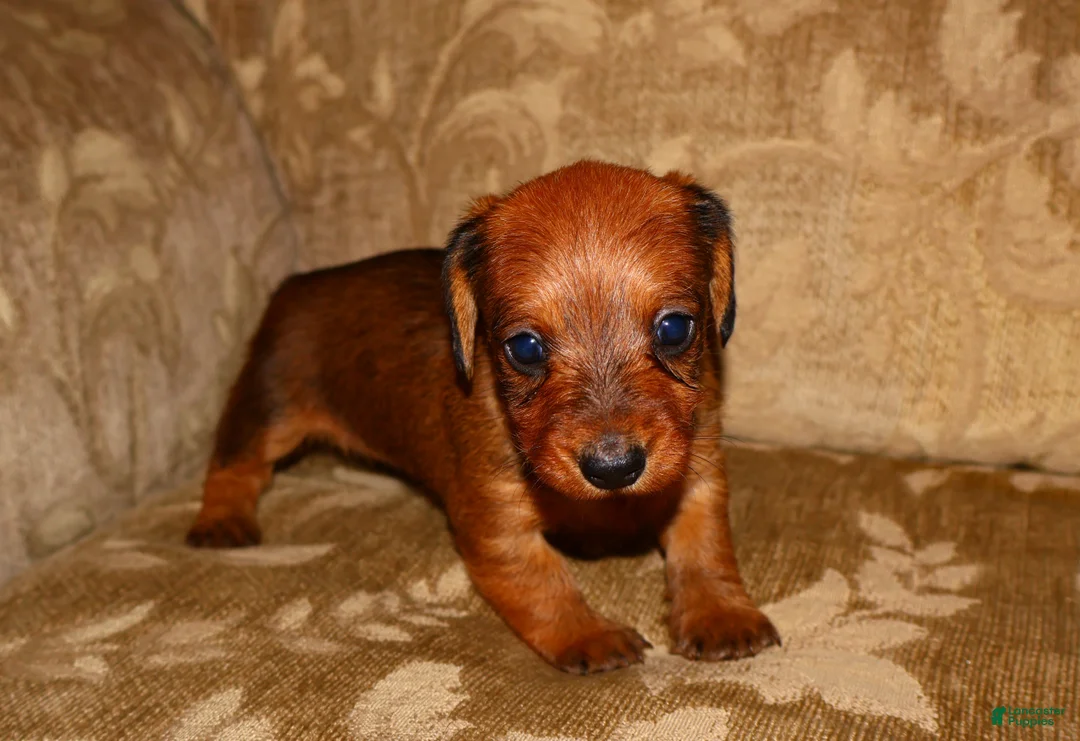 Miniature Dachshund dogs for sale: Cinnamon - Ad 6
