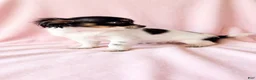 Mixed Breed dogs for sale: Piper - Ad 3