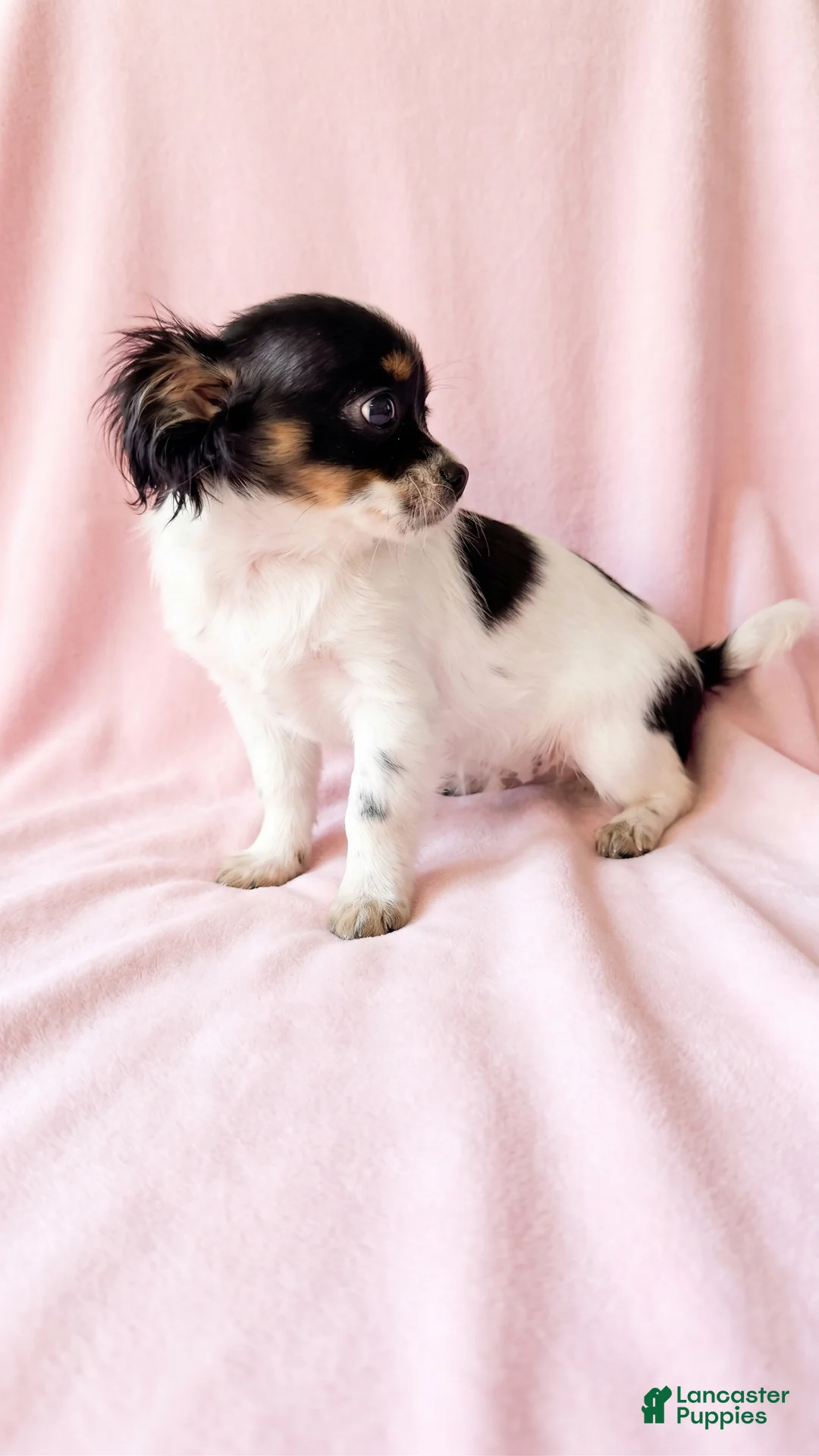 Mixed Breed dogs for sale: Piper - Ad 3