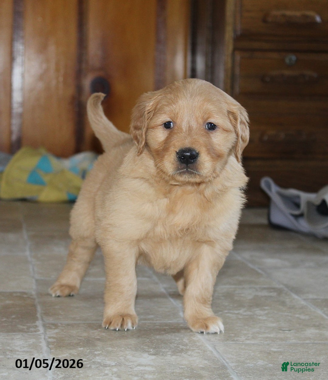 Golden Retriever dogs for sale: Liberty - Ad 2
