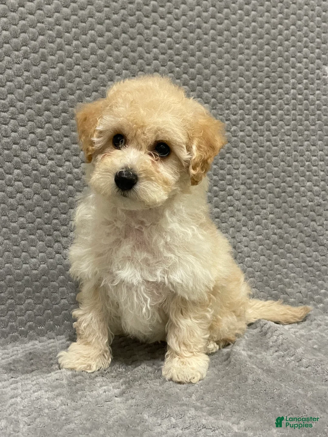 Bichpoo dogs for sale: Faye - Ad 1