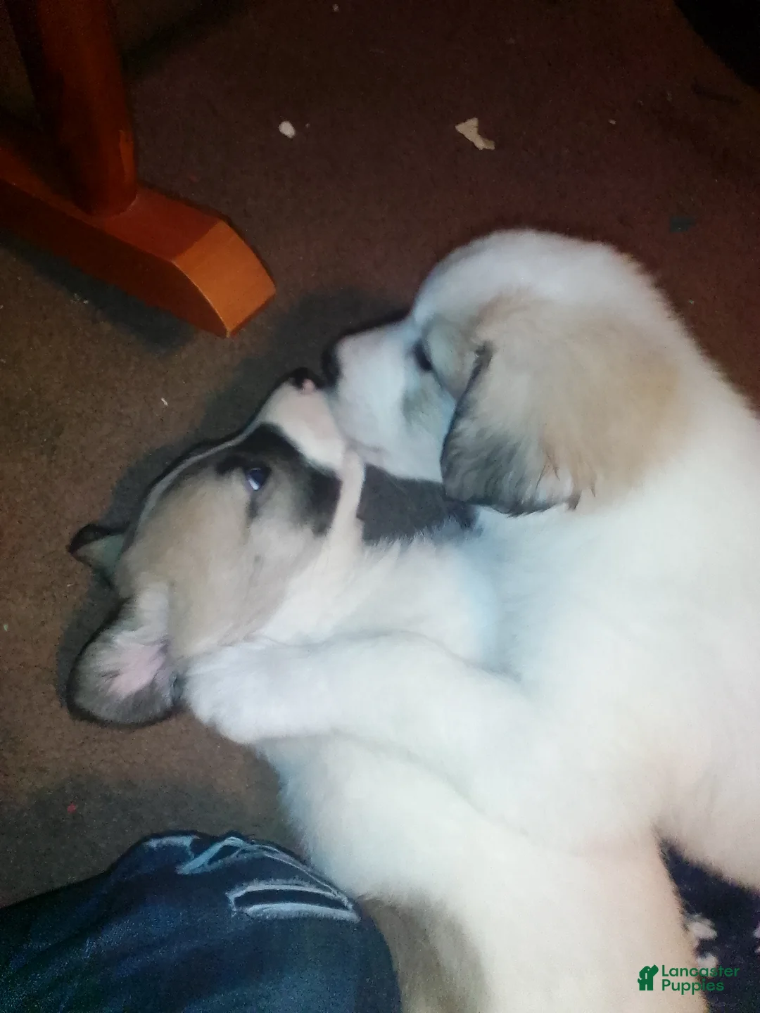 Mixed Breed dogs for sale: BABY JOJO  - Ad 34