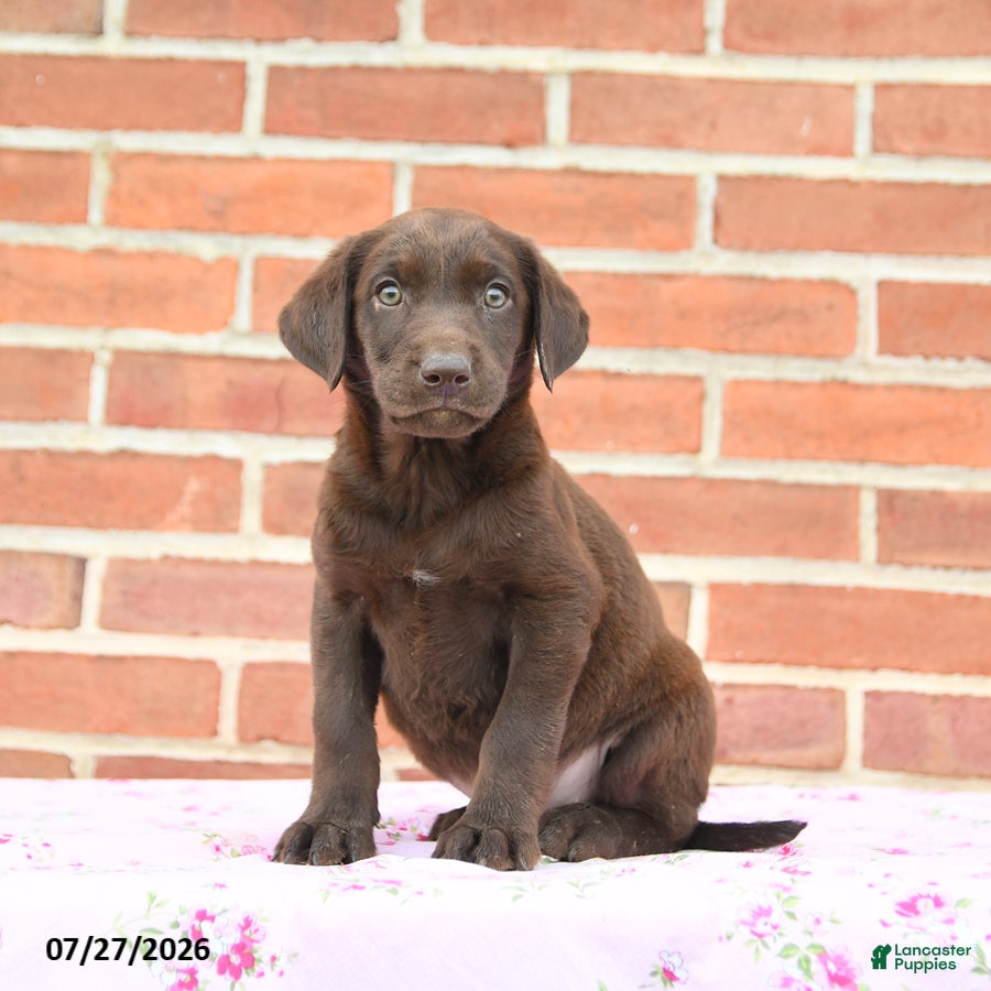 Labrador Retriever dogs Peaches - Ad 1