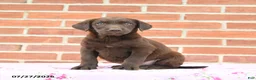 Labrador Retriever dogs for sale: Peaches - Ad 1