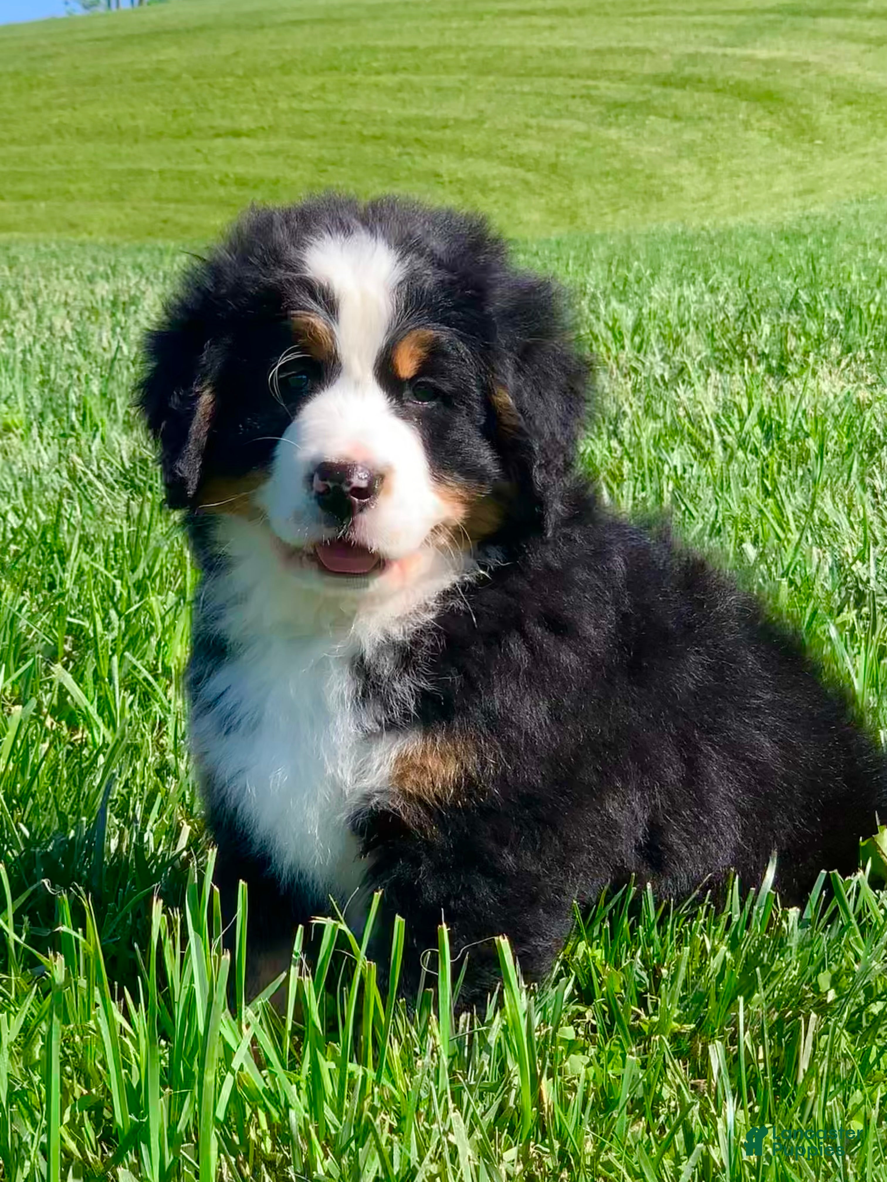 Bernese Mountain Dog dogs SweetPea - Ad 1