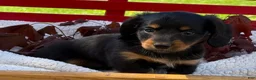 Miniature Dachshund dogs for sale: Birdie - Ad 5