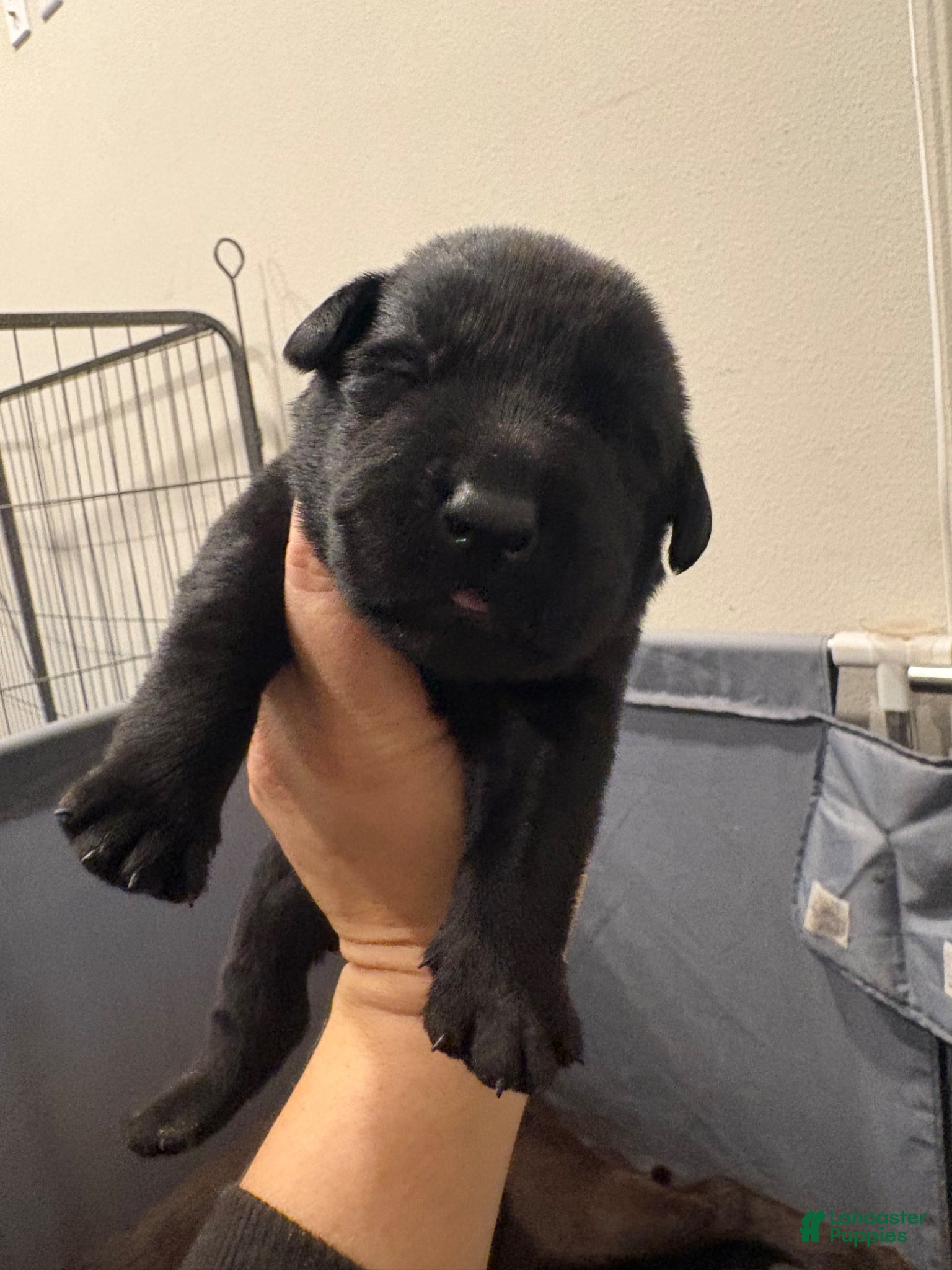 Labrador Retriever dogs Labrador Retriever Puppy 3 - Ad 1
