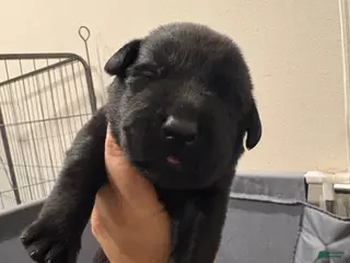Labrador Retriever dogs for sale: Labrador Retriever Puppy 3 - Ad 3