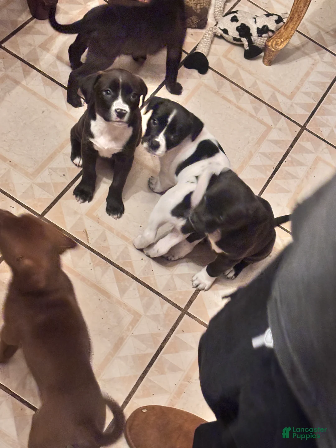 Mixed Breed dogs for sale: Mixed Breed Puppy 4 - Ad 1