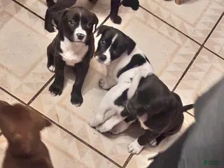 Mixed Breed dogs Mixed Breed Puppy 4 - Ad 4