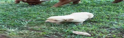 Golden Retriever dogs for sale: Golden Retriever 1 - Ad 6