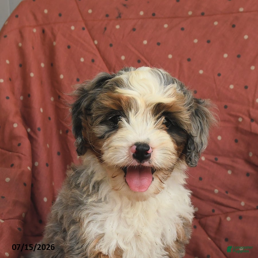 Mini Bernedoodle dogs Rocket - Ad 2