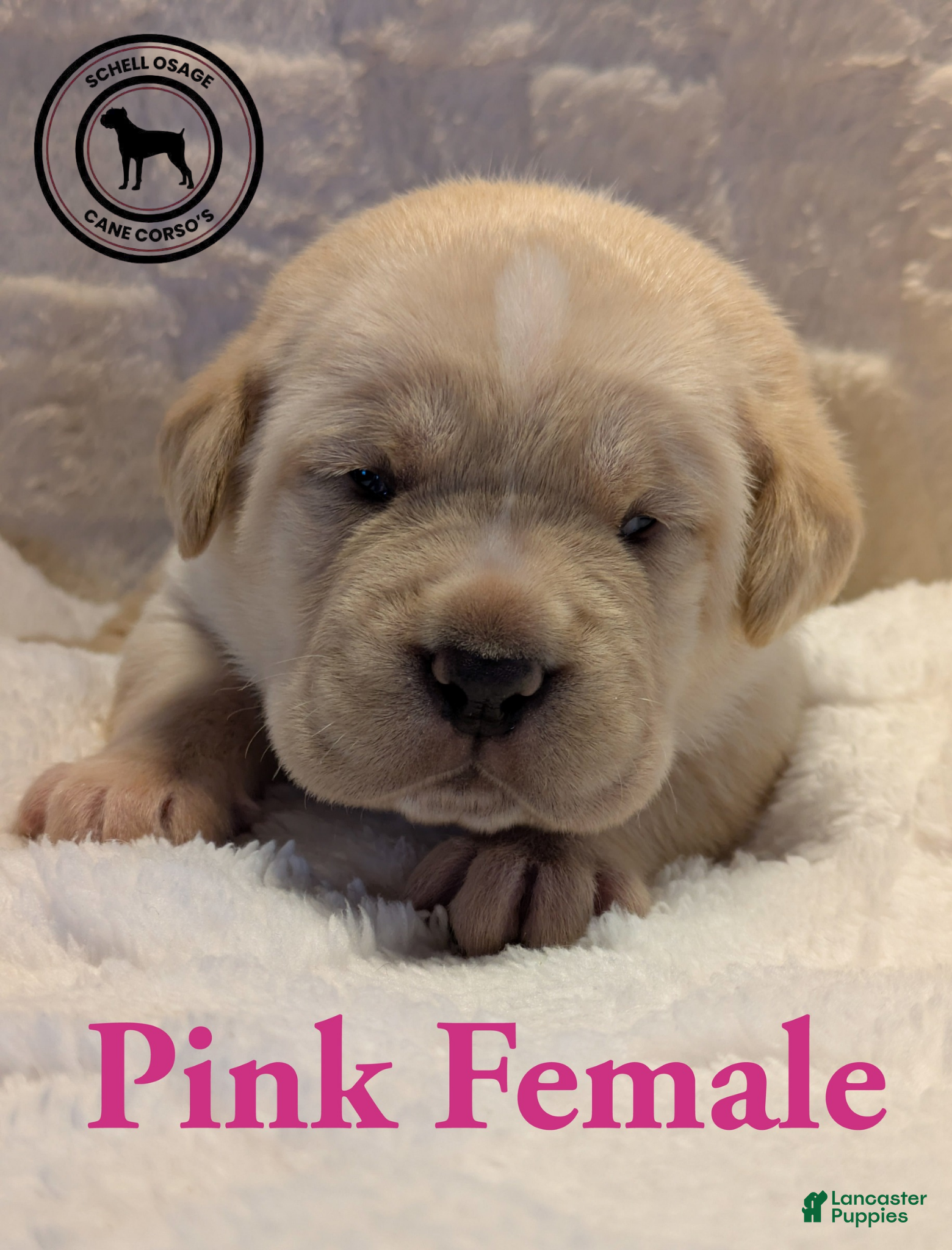 Cane Corso dogs Pink  - Ad 10