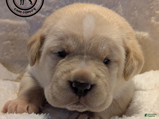 Cane Corso dogs Pink - Ad 10