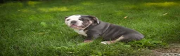 Mixed Breed dogs for sale: Duke Victorian Bulldog - Ad 4