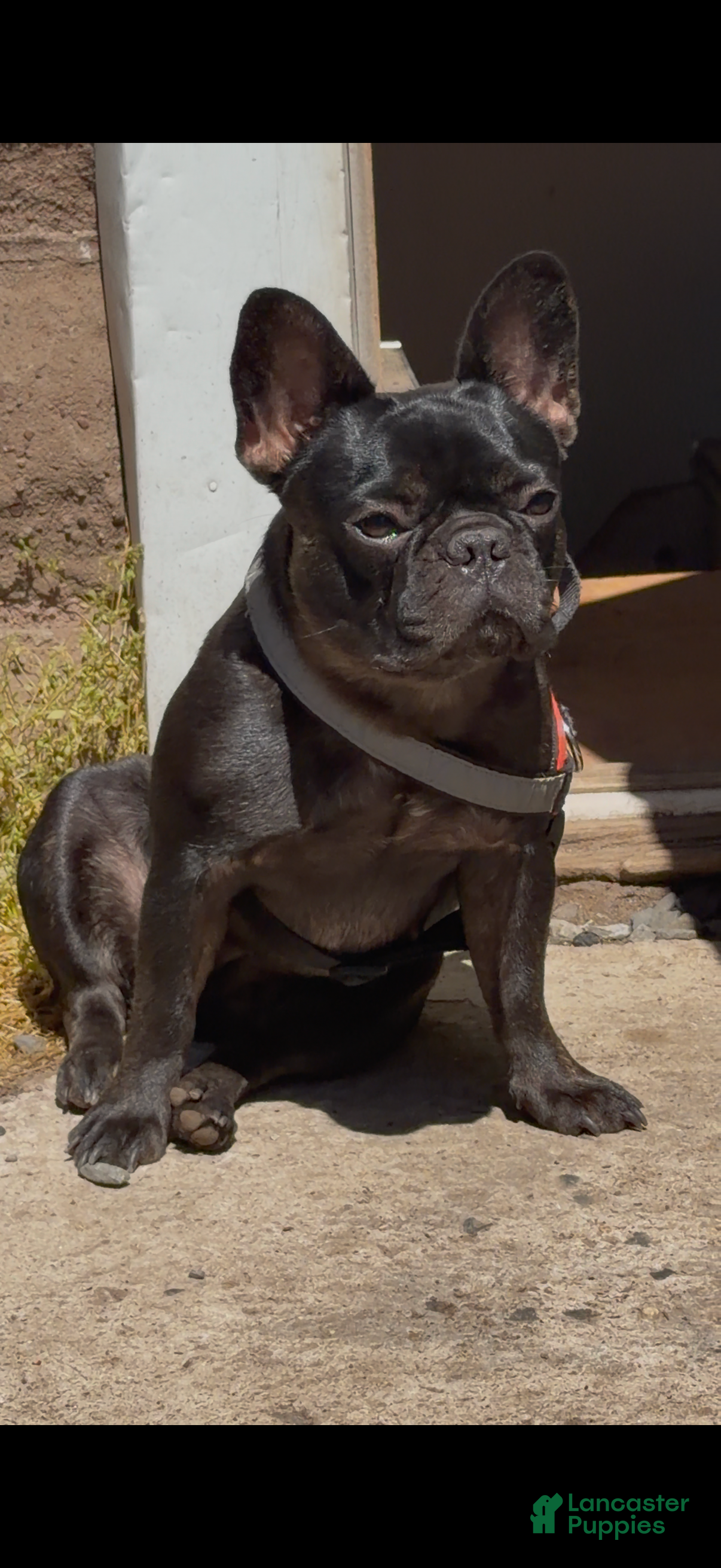 French Bulldog dogs for sale: Coca Cola - Ad 1