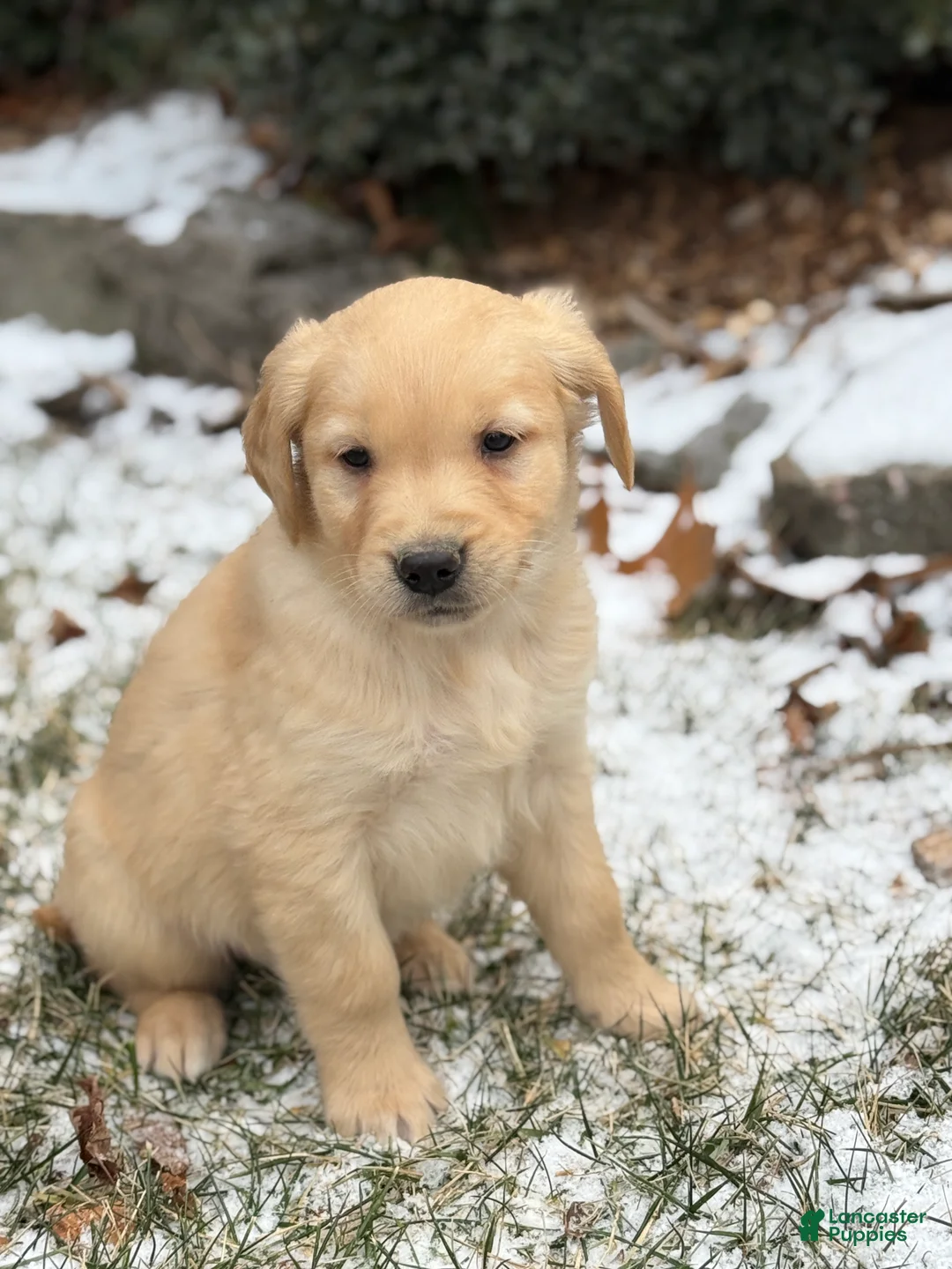 Golden Retriever dogs for sale: Susie - Ad 4