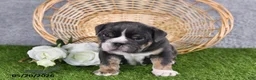 English Bulldog dogs for sale: Harmony - Ad 3