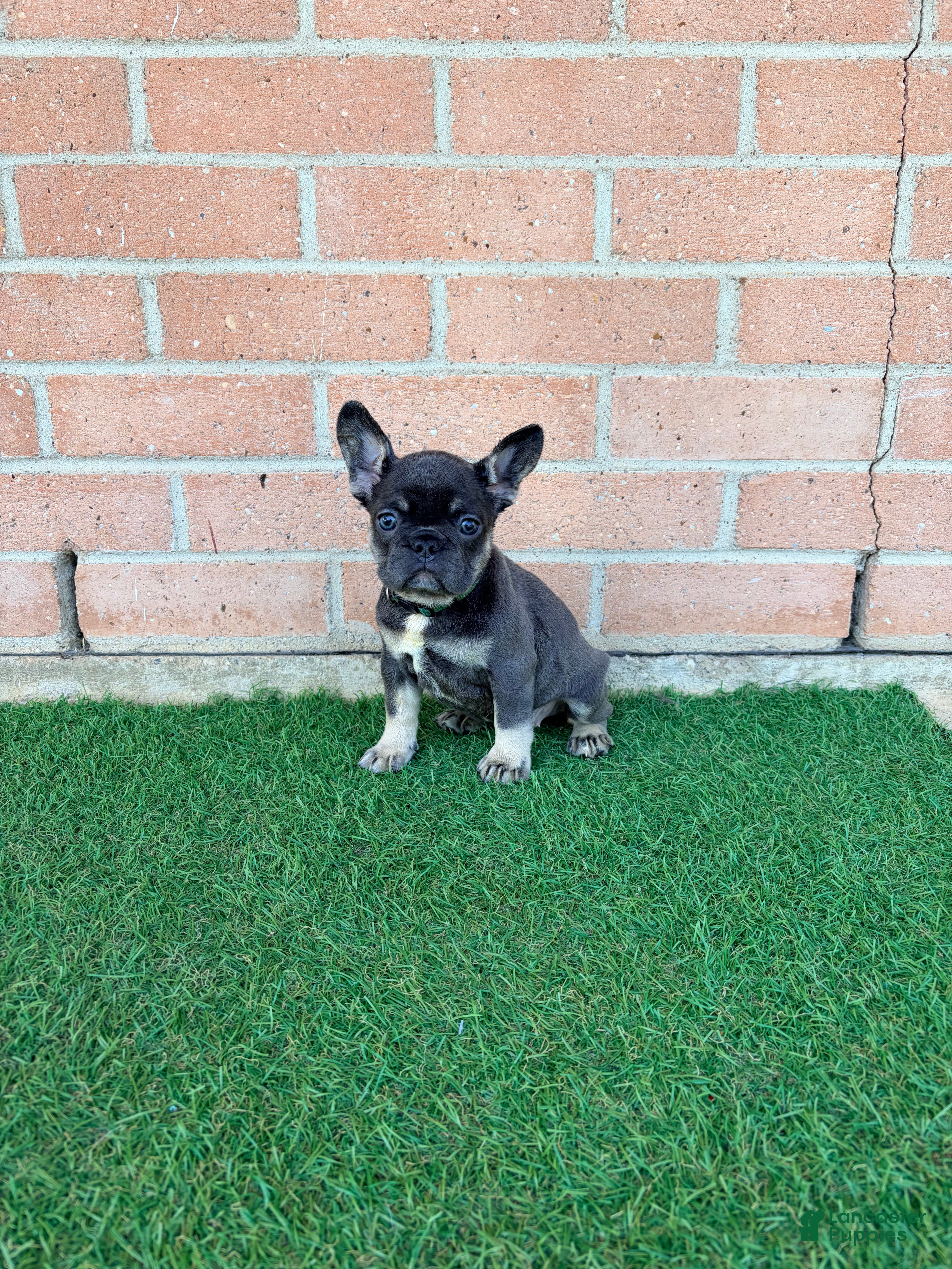 French Bulldog dogs PEPA - Ad 16