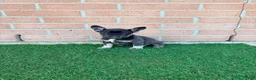 French Bulldog dogs for sale: PEPA - Ad 1