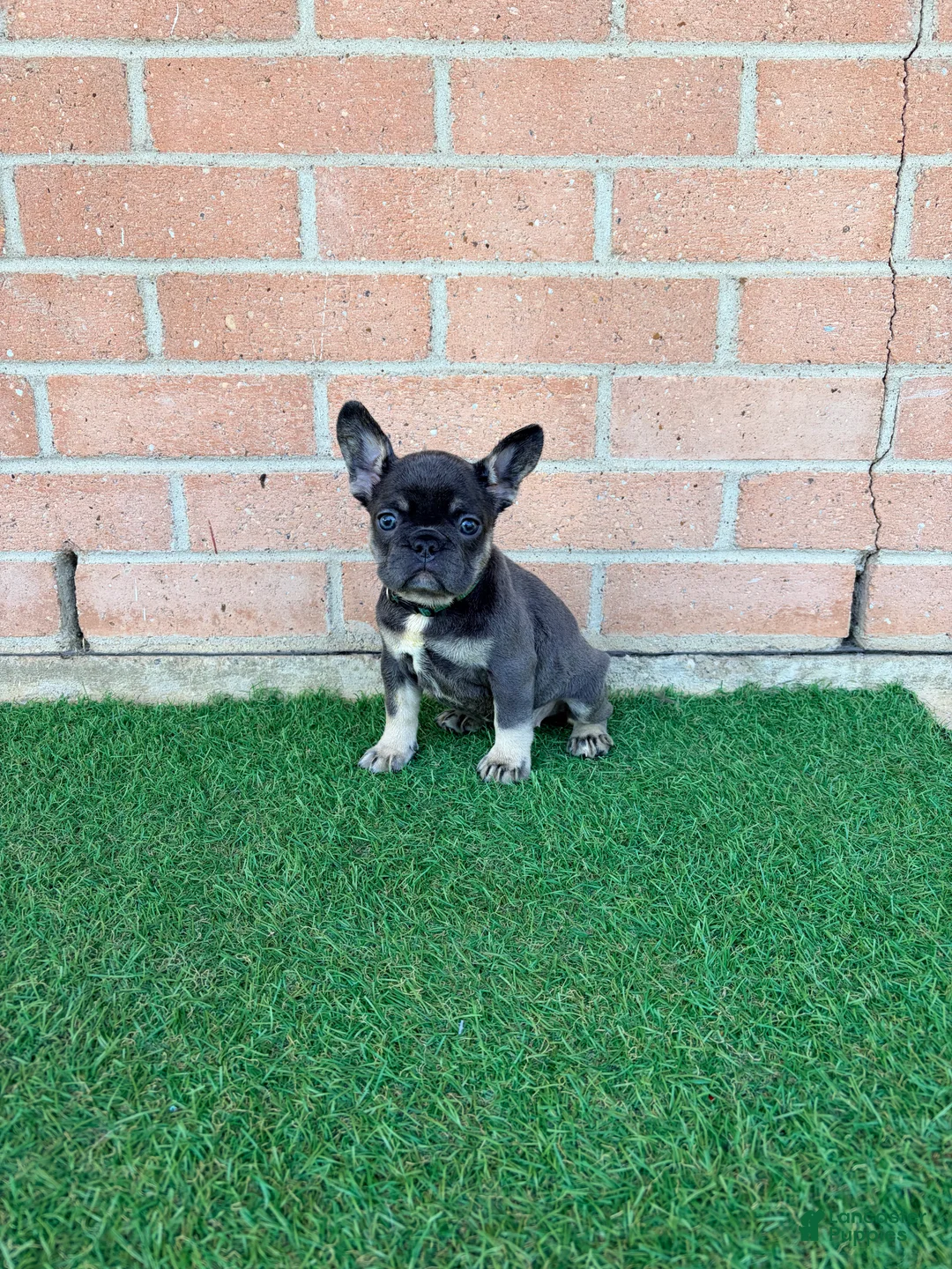 French Bulldog dogs for sale: PEPA - Ad 1